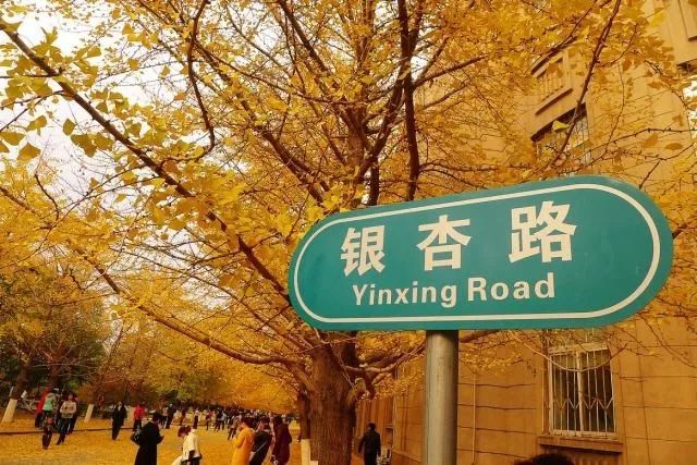 盛京秋韻丨去這里，看銀杏！