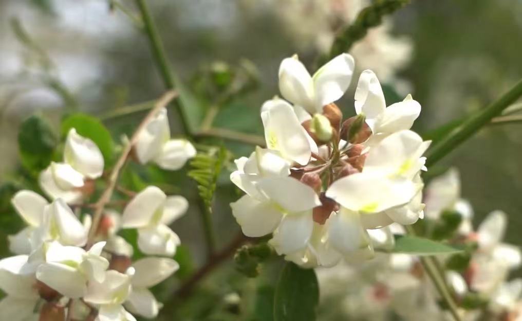 聚焦 聚焦 聚焦丨渾南祝家「首屆槐花節」來(lái)襲！快到我的“槐”里來(lái)！