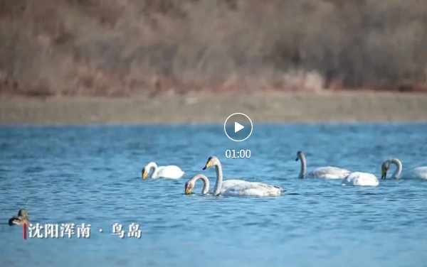 哪里環(huán)境好，鳥(niǎo)兒最知道！這里群鳥(niǎo)翔鳴！