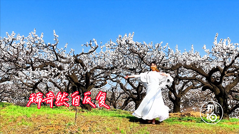 渾南祝家千畝杏花要開(kāi)了！約嗎？